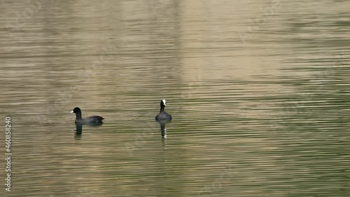 Eurasian Coot swims on lake (Fulica atra) - (4K) photo