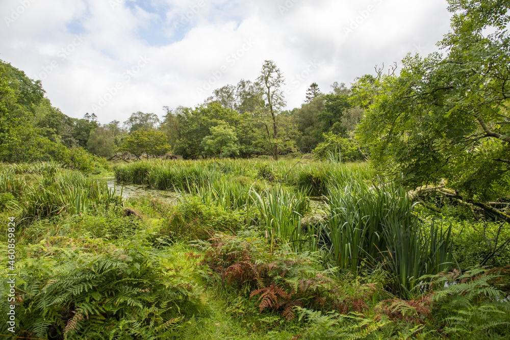 swamp marsh forest path swamp marsh forest path