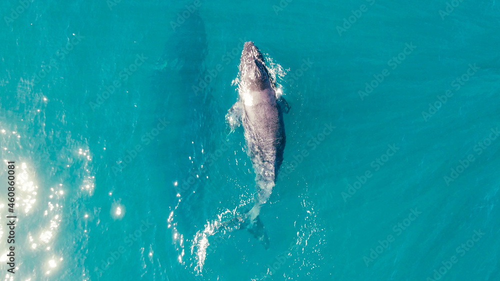 whale swim in ocean mother and his child