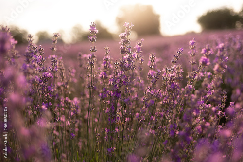 Close-up of a lavender field in summer at sunrise. Lilac flowers in sunlight. Aromatherapy and lavender processing. Nature
