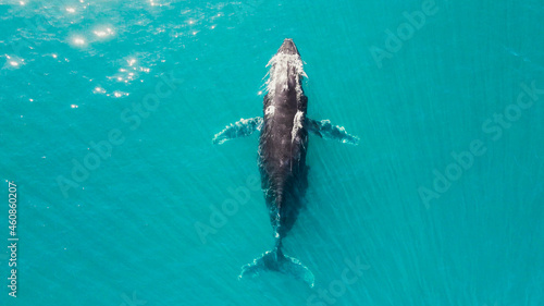 whale swim in ocean mother and his child