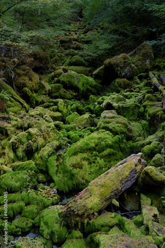 Falls Creek Mossy Rocks and Log © kevin