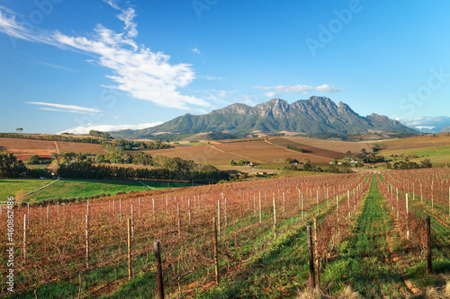 Beautiful vineyards and mountain landscape in autumn with red vines, green grass and blue sky.