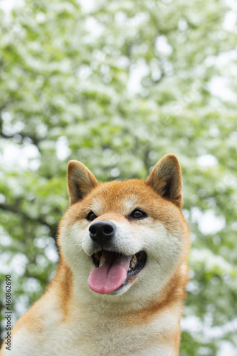 Funny red shiba inu dog posing against the background of branches of blooming apple tree