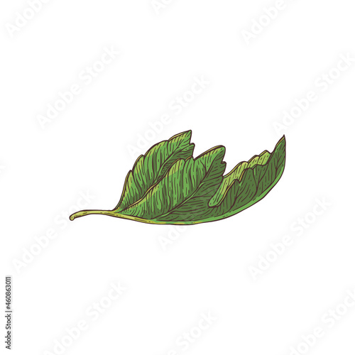 Hand drawn green fresh leaf of fig plant sketch vector illustration isolated.