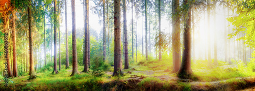 Panorama of a picturesque fairytale forest in the light of the bright summer sun