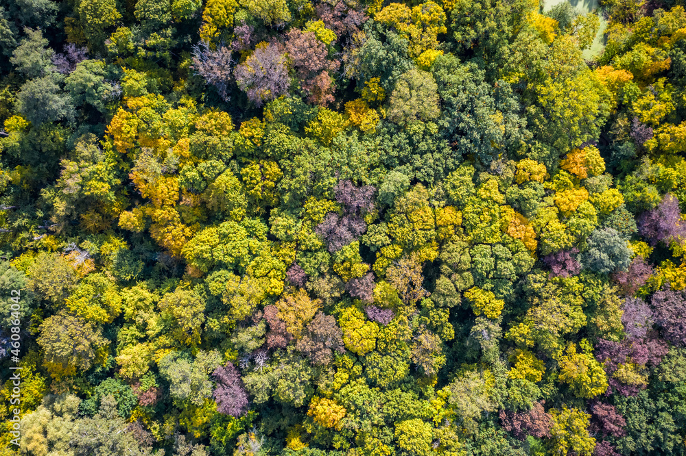 Naklejka premium Aerial view to autumn forest, natural colorful background