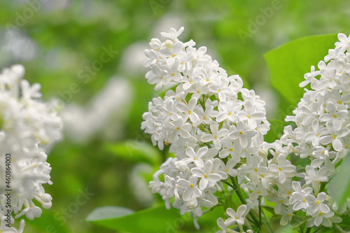 White branch of lilac on a background of lush green foliage 