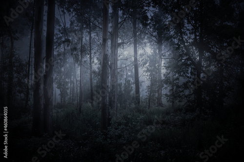 Magic foggy forest