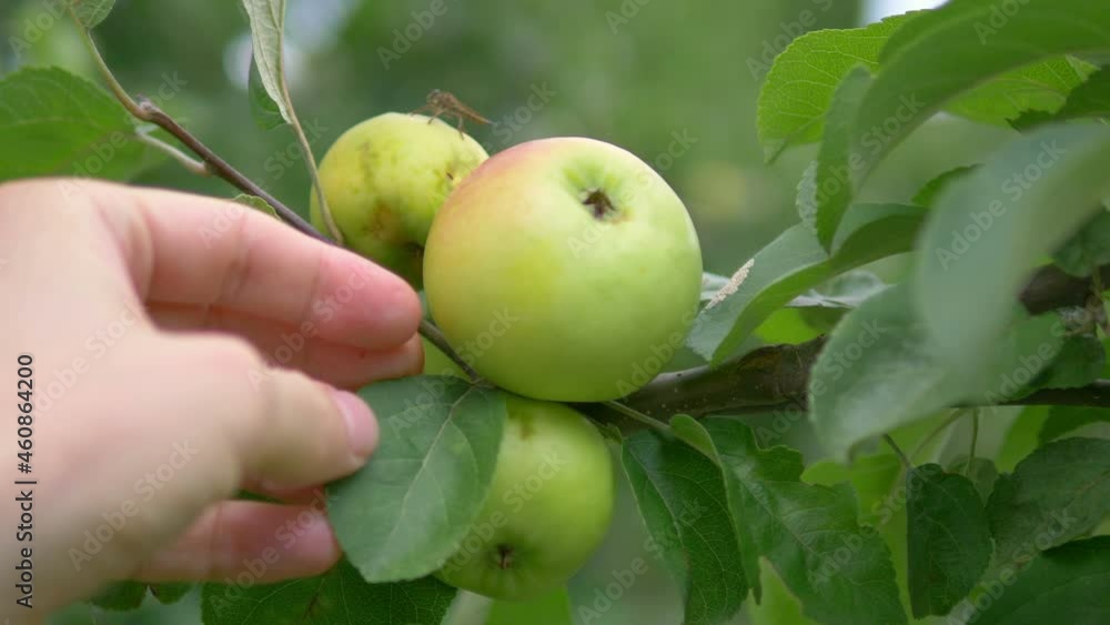 Touching green apples in the orchard in 4k slow motion 60fps Touching green apples in the orchard in 4k slow motion 60fps