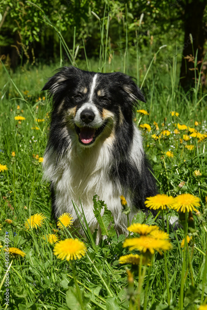 border collie is sitting in dandelious. He is so cute dog.