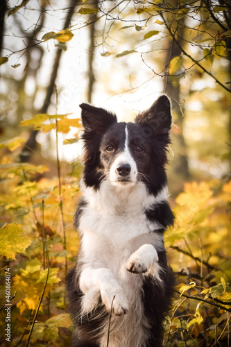 border collie is sitting in the forest. It is autumn portret. © doda