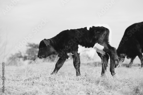 Calf on farm in winter field with shallow depth of field.