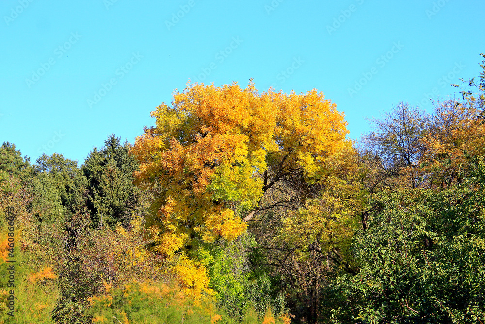 Fototapeta premium sketches of early autumn in the city park