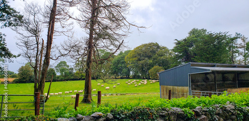 Sheep Fields Farm Pasture Ireland