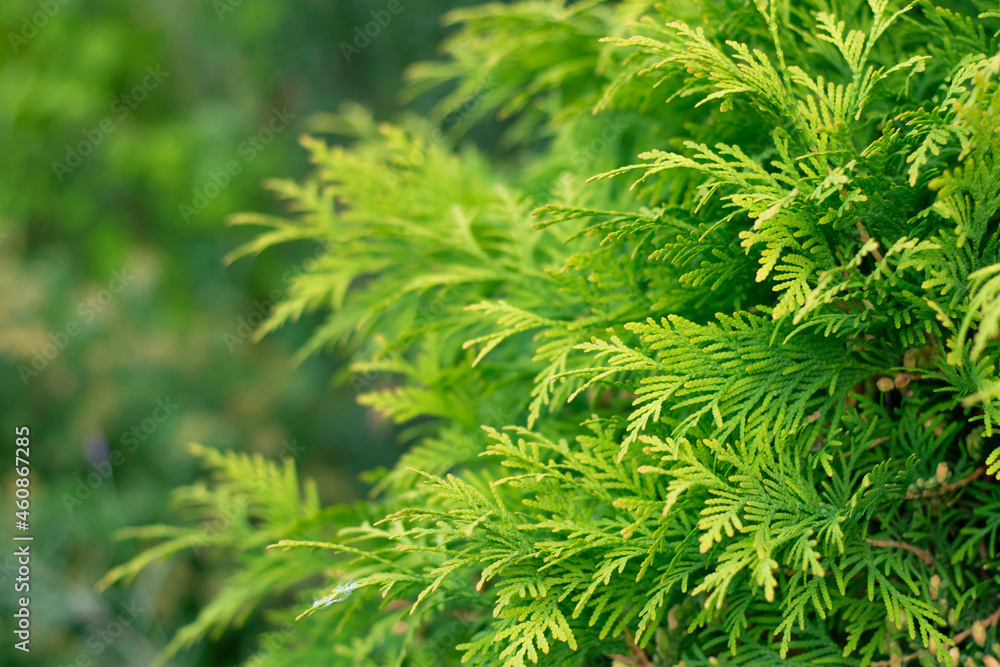 Evergreen background, fresh summer cypress leaves . Green leaves background.Texture of Pine branch. Conifer cedar thuja leaf green texture. fresh green christmas leaves, branches of Pine trees Evergreen background, fresh summer cypress leaves . Green leaves background.Texture of Pine branch. Conifer cedar thuja leaf green texture. fresh green christmas leaves, branches of Pine trees