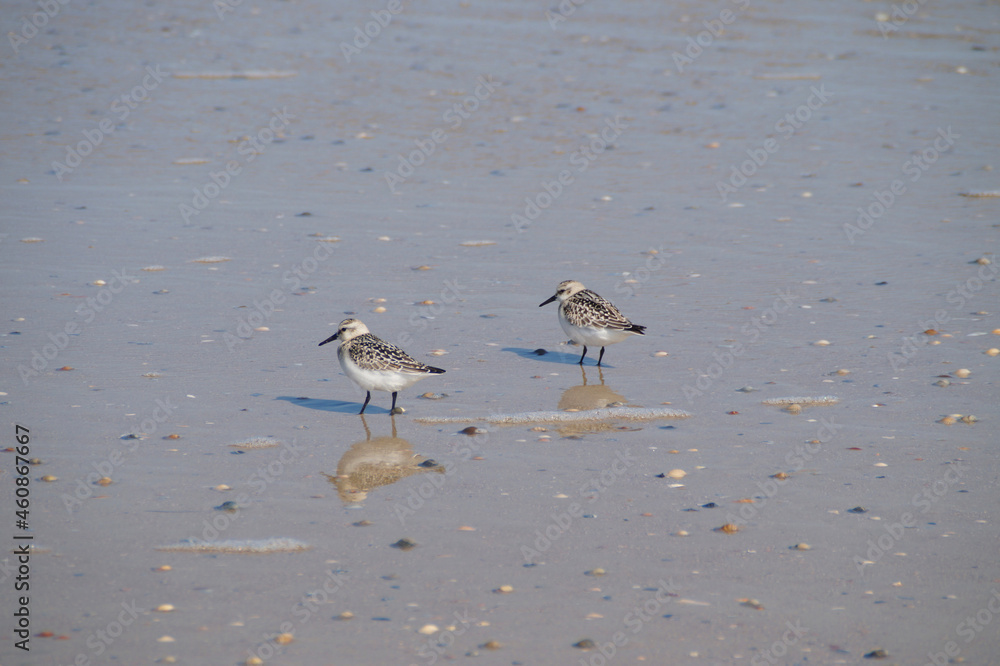 cute dunlins searching for something to eat on the shores of Norderney Island in the North Sea in Germany cute dunlins searching for something to eat on the shores of Norderney Island in the North Sea in Germany