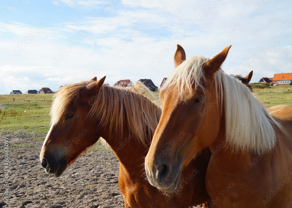 Obraz premium drowsy Palomino horses dozing on the green meadow on the shores of Baltrum Island in the North Sea (Baltrum in Germany)