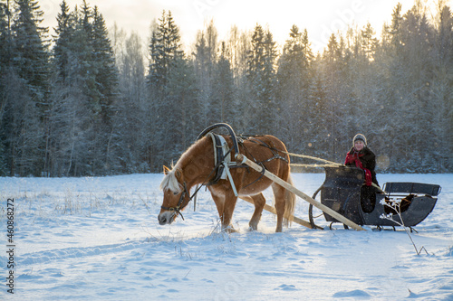 Woman and horse driven sleigh