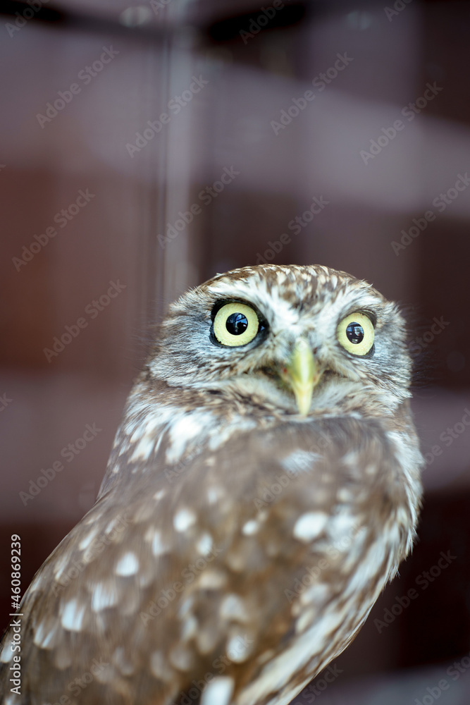 A little brown owl with yellow eyes at ostrich farm in Barnaul.