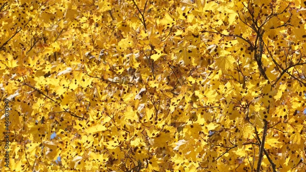 Autumn yellow leaves are moved by the wind. Soft focus Autumn yellow leaves are moved by the wind. Soft focus