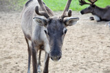 Young female reindeer