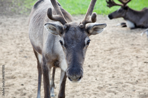 Young female reindeer © Krugloff
