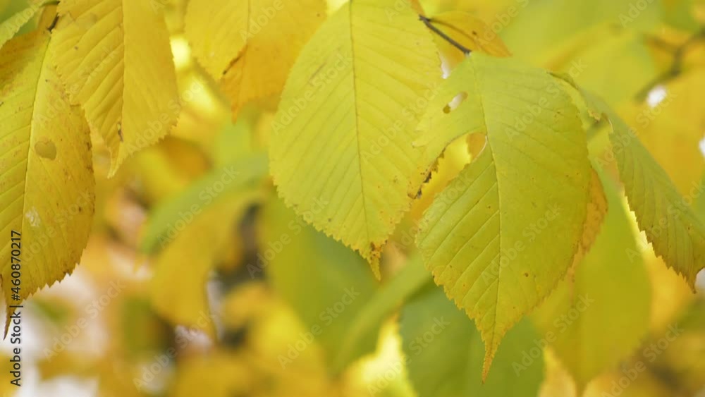 Autumn yellow leaves are moved by the wind. Soft focus Autumn yellow leaves are moved by the wind. Soft focus