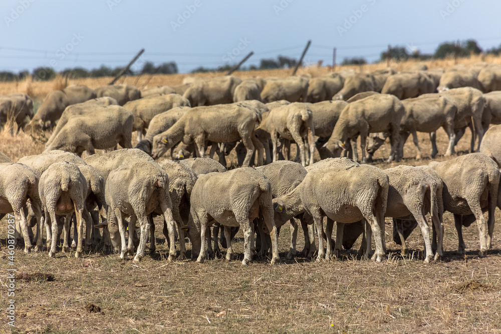 View of flock of sheep on mountains, grazing farmland field, green herbs, in Spain View of flock of sheep on mountains, grazing farmland field, green herbs, in Spain