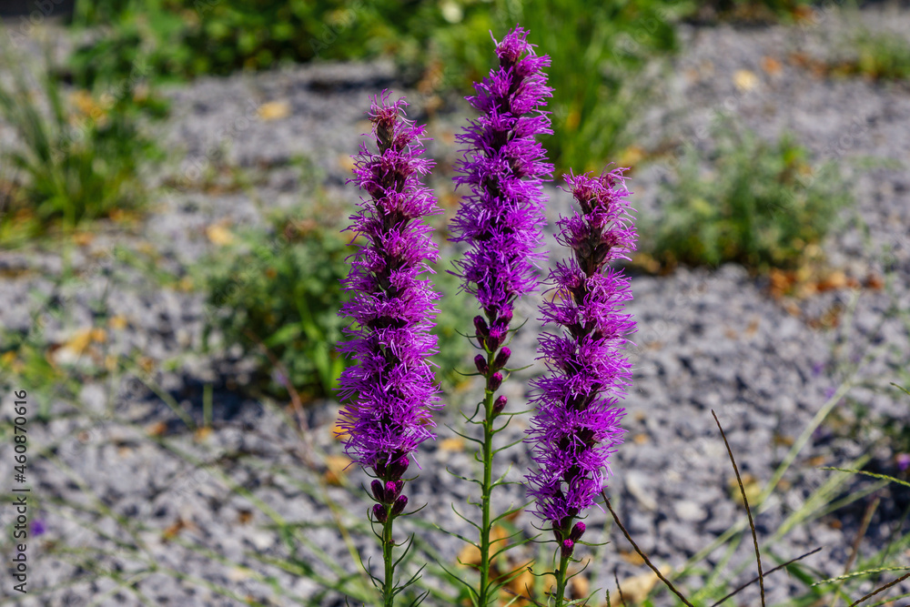 Obraz premium Beautiful bright purple flowers of blooming Liatrice Spicata growing in the garden