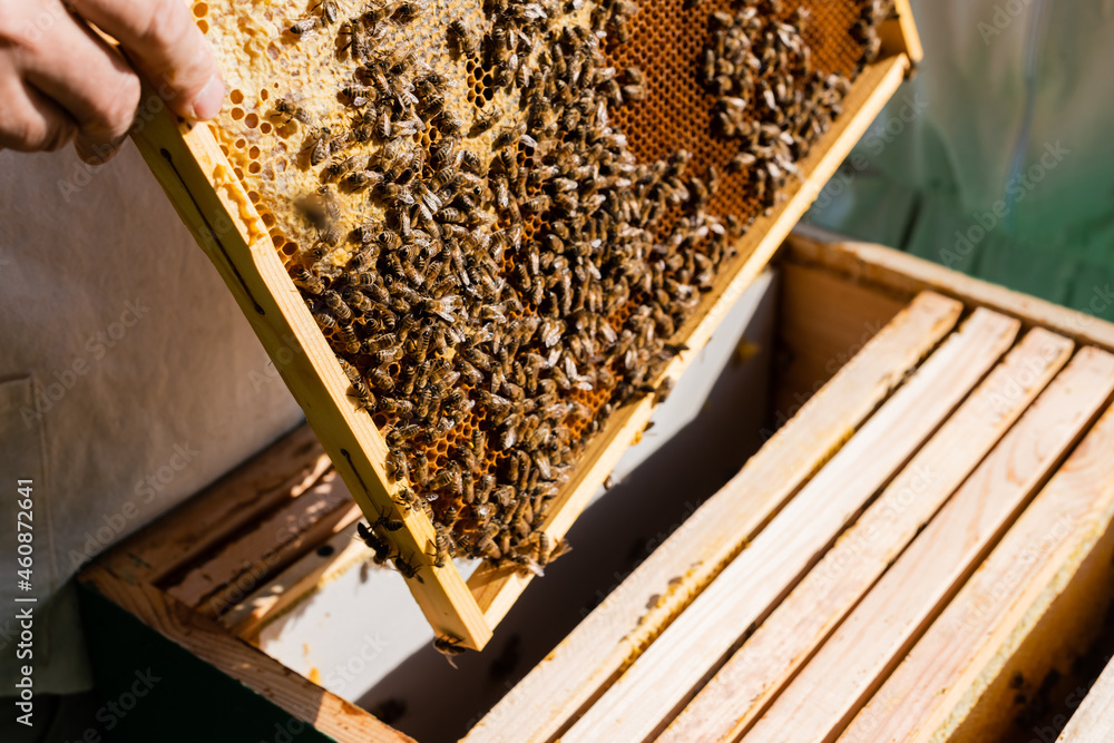 cropped view of apiculturist holding honeycomb frame near beehive in apiary cropped view of apiculturist holding honeycomb frame near beehive in apiary