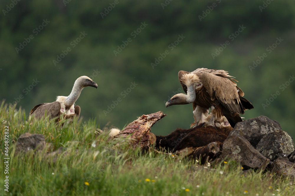 Fototapeta premium Griffon vultures near the carcass. Vultures in the Rhodope mountains. Bulgaria wildlife. 