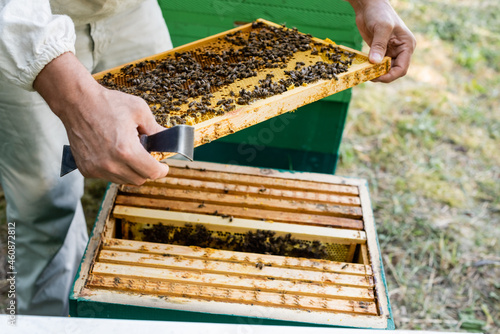 partial view of beekeeper holding scraper and frame with honeycomb and bees on apiary
