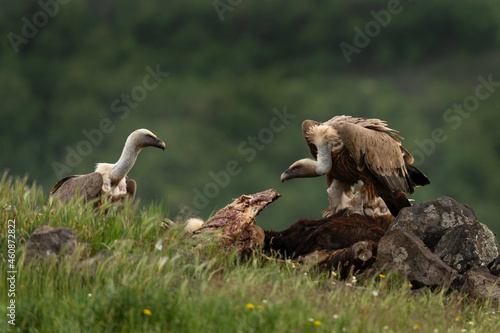 Griffon vultures near the carcass. Vultures in the Rhodope mountains. Bulgaria wildlife. 