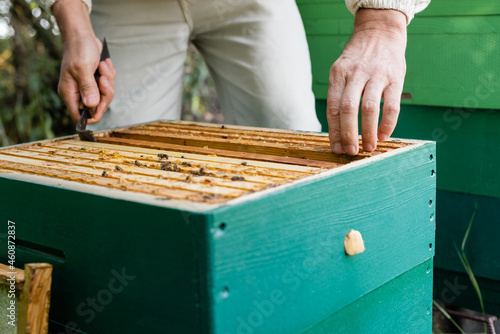partial view of bee master inspecting honeycomb frames on apiary © LIGHTFIELD STUDIOS
