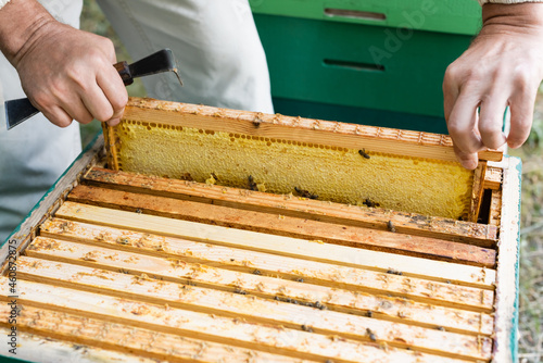 cropped view of beekeeper with scraper extracting honeycomb frame from beehive
