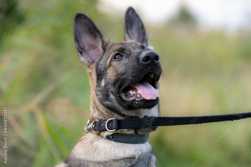 Naklejka premium A close-up portrait of a four-month-old German Shepherd puppy. Green grass in the background