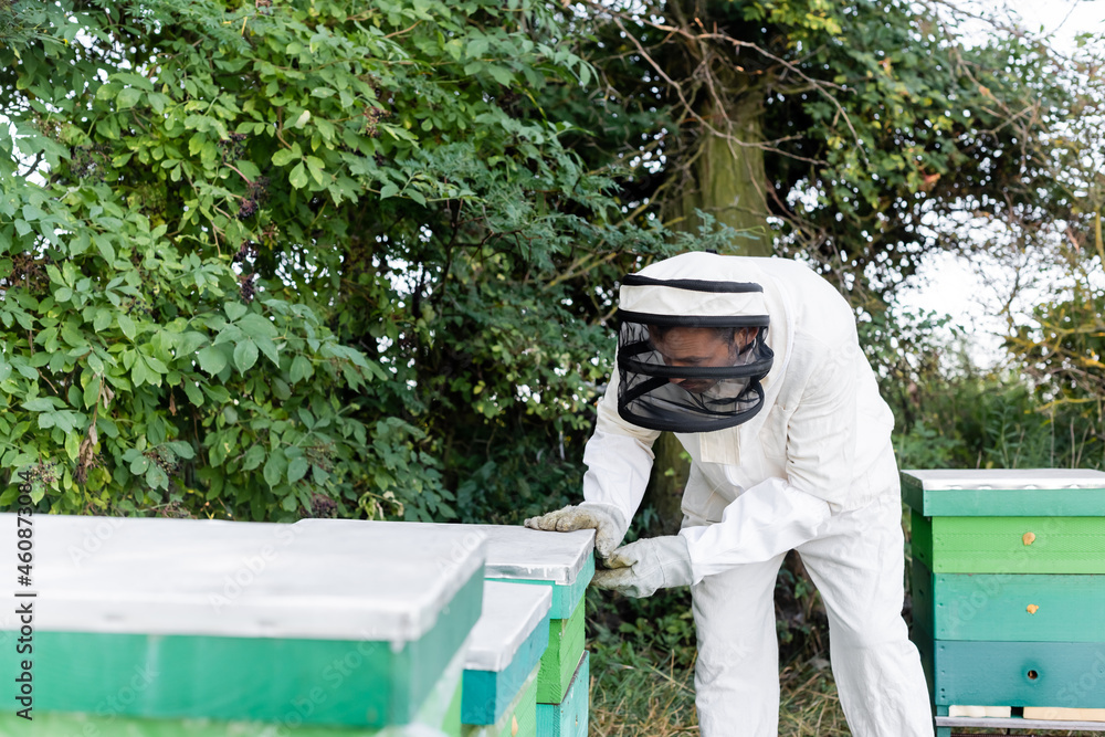 beekeeper in safety equipment opening beehive while working on apiary beekeeper in safety equipment opening beehive while working on apiary
