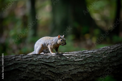 Naklejka The eastern gray squirrel 