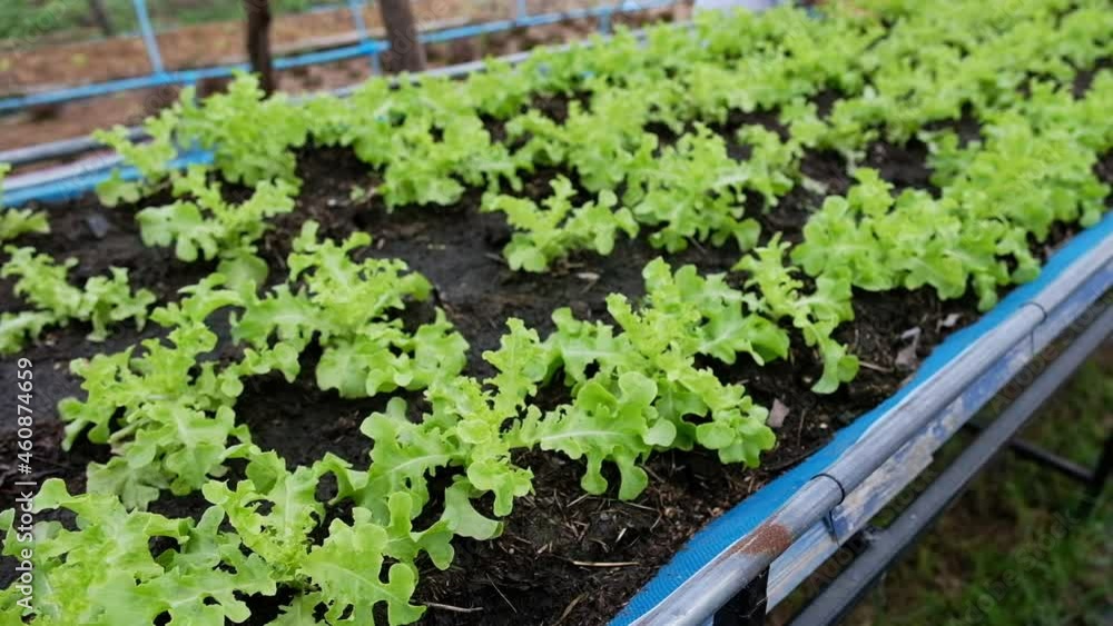 Planting organic green oak lettuce in soil plot Planting organic green oak lettuce in soil plot