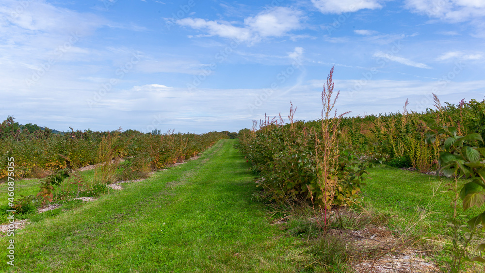 Fototapeta premium vineyard