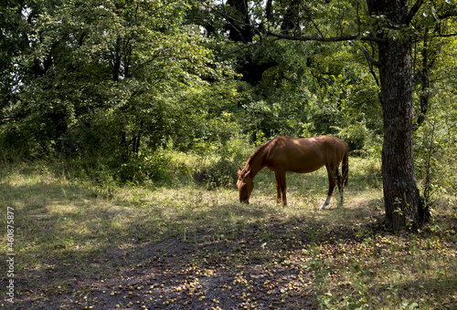 A bay horse grazes among the forest against the backdrop of green vegetation and fallen wild apples.