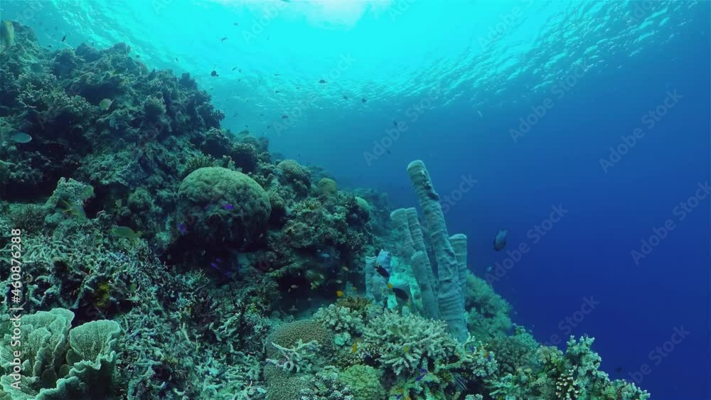 Colourful tropical coral reef. Scene reef. Marine life sea world. Philippines. Colourful tropical coral reef. Scene reef. Marine life sea world. Philippines.