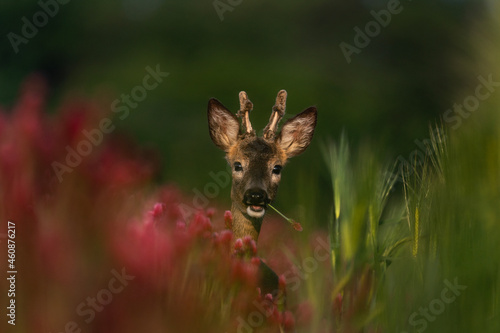 Roe deer hiding in the field. Deer during summer. European wildlife. 