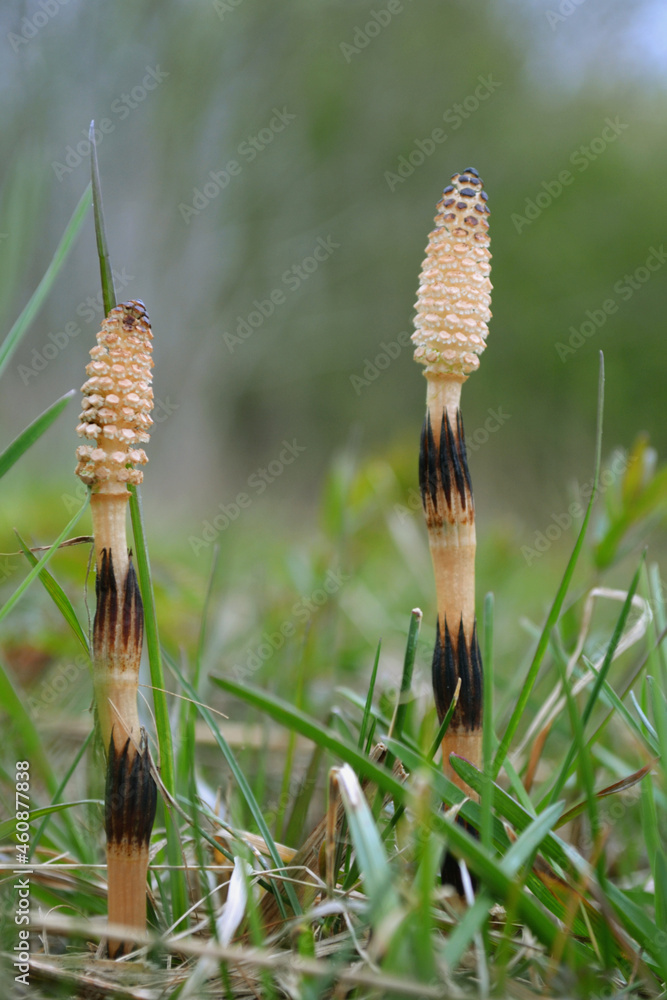 Field horsetail 