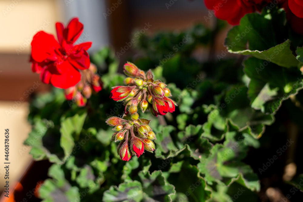 Red geraniums. Seasonal flowers. Terrace plant. Red geraniums. Seasonal flowers. Terrace plant.