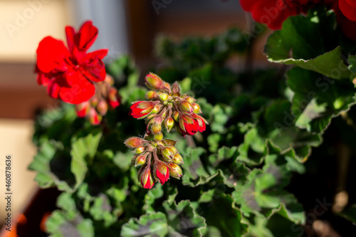 Red geraniums. Seasonal flowers. Terrace plant.