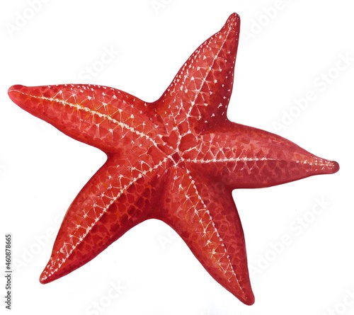 Fotografie, Obraz Detailed isolated red starfish hand-drawn illustration