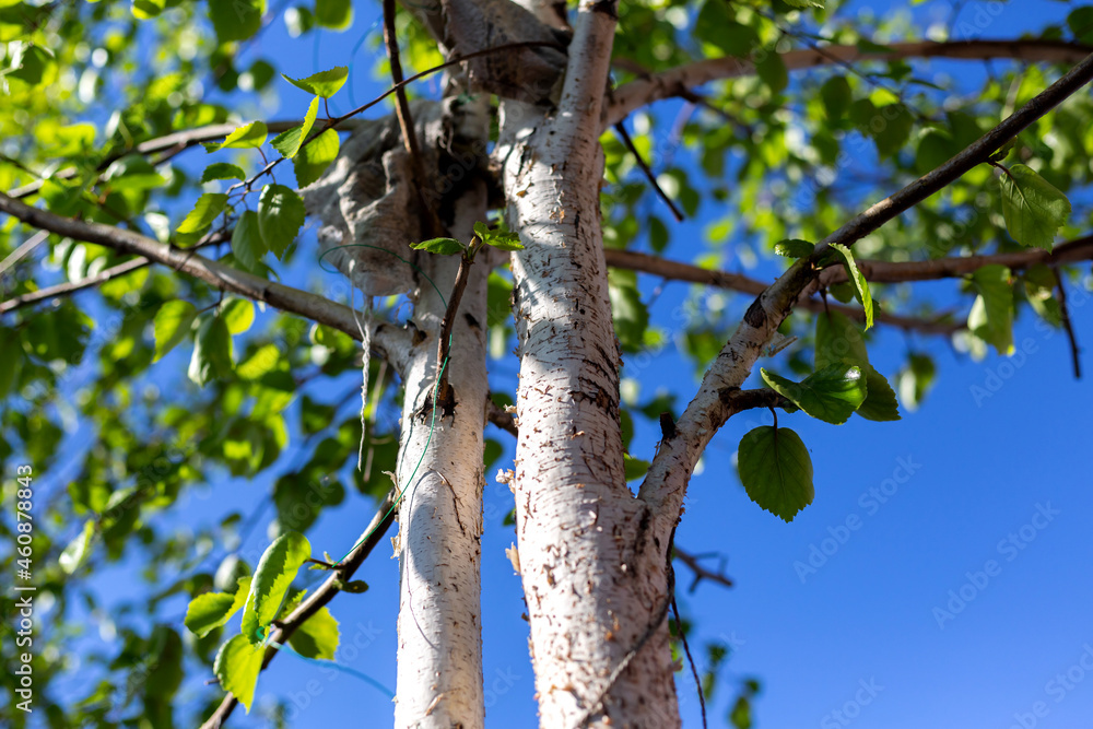 Fototapeta premium Birch tree trunk. Summer season.