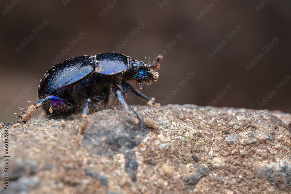 Mistkäfer (Geotrupidae), blau, insekten Mistkäfer (Geotrupidae), blau, insekten